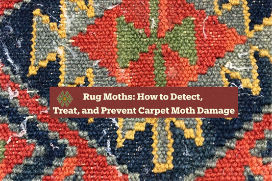 Rug Moths: How to Detect, Treat, and Prevent Carpet Moth Damage