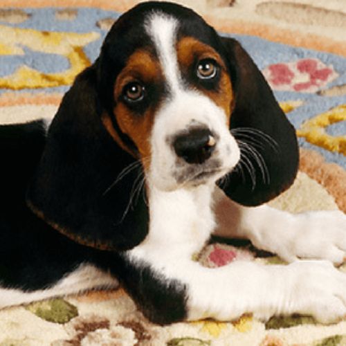 Pet Urine Treatment - Carpet Cleaning Services